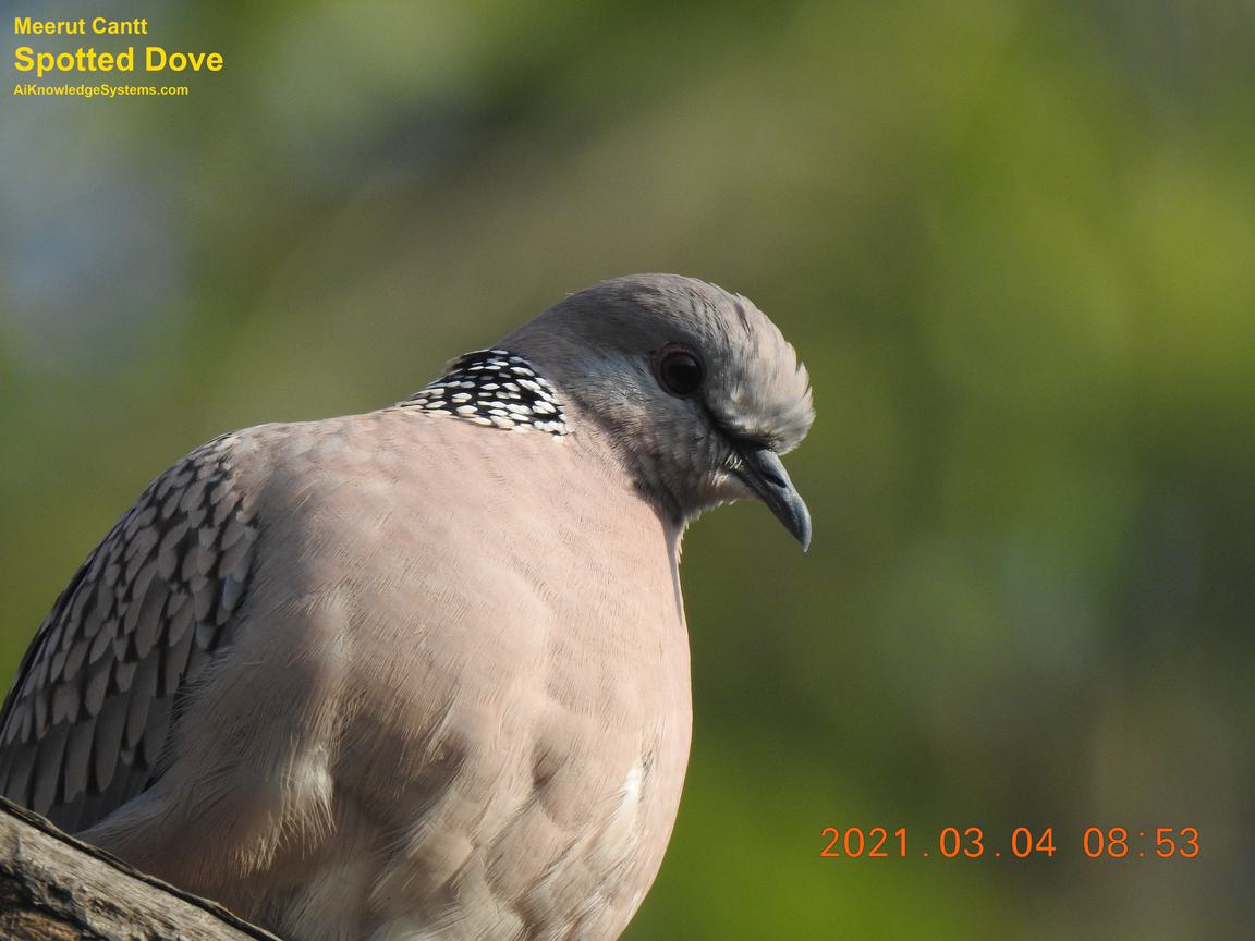 Dove Spotted (83) Coming Soon